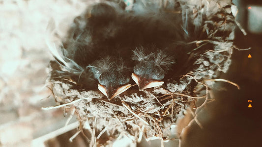 Empty Nest: What Happens After the Kids Leave (And It's Not What You Think)